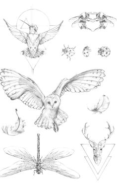 an owl and some other animals are depicted in this drawing