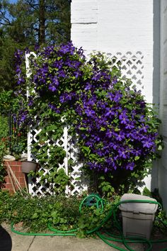 purple flowers are growing on the side of a white building with a green hose attached to it