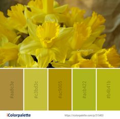 yellow daffodils in shades of green and brown with the words color palette