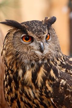 an owl with orange eyes sitting on a tree branch