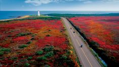 an aerial view of a road and the ocean with red plants on both sides in front of it