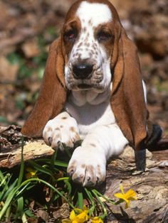 a brown and white dog laying on top of a wooden log next to yellow flowers