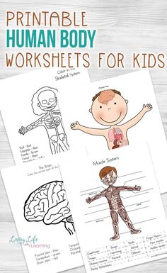 printable human body worksheets for kids with the text,'printable human body worksheets for kids '