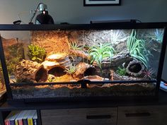 an aquarium with rocks and plants in it on top of a desk next to a book shelf