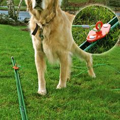 a golden retriever standing in the grass next to a green pole with a ball on it