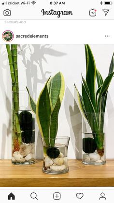 three glass vases with plants and rocks in them