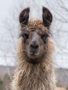 an alpaca looking at the camera with long hair