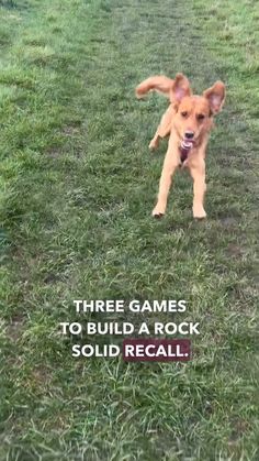 a dog is running in the grass with a quote on it that says, three games to build a rock solid recall