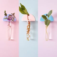 three vases with plants in them hanging from the wall, one is upside down