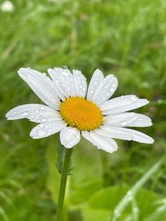 a white and yellow flower with water droplets on it's petals in the grass