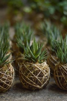 three small succulents are wrapped in twine