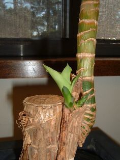 a close up of a plant in a vase on a table next to a window