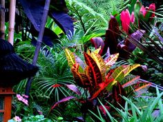 an assortment of tropical plants and flowers in a garden