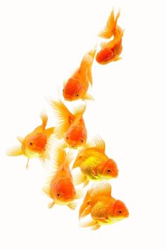 five goldfish swimming in the same direction on a white background with no image to describe