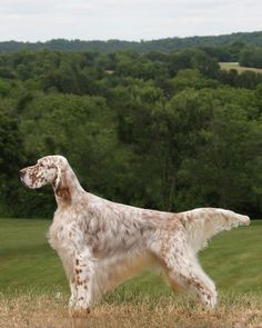 a brown and white dog standing on top of a grass covered field with trees in the background