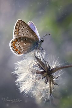 a butterfly sitting on top of a dandelion