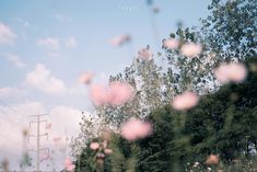 pink flowers are in the foreground with power lines and trees in the back ground