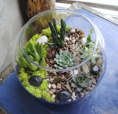 a glass bowl filled with succulents and rocks on top of a blue table