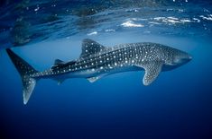 a large whale swimming in the ocean