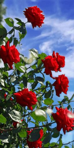 red flowers are blooming in the sun on a clear day with blue sky and clouds