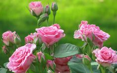 pink roses are blooming in the garden