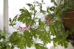 some green leaves and pink flowers on a window sill