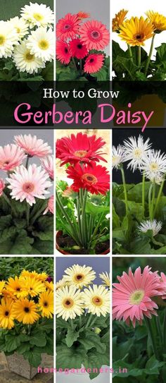 different types of gerbera daisies growing in pots with text overlay that reads how to grow gerbera daisy