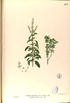 three different types of plants are shown in this book