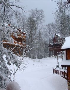 snow covered trees and houses in the distance