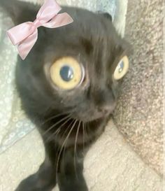 a black cat with a pink bow on it's head looking at the camera