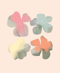 four flower petals in pastel colors on a pink background with white and blue flowers