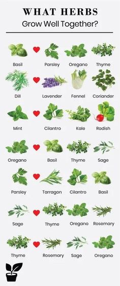 what herbs grow well together? info sheet for the plant identification chart, with images of different plants and their names