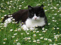 a black and white cat is laying in the grass with daisies around it's neck