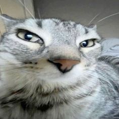 a gray and white cat with its mouth open