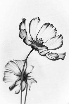 black and white photograph of two flowers with one flower in the foreground, on a light background