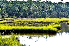 a large body of water surrounded by lush green grass and tall pine trees in the background