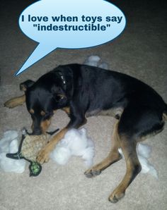 a black and brown dog laying on top of a pile of stuffed animals next to a speech bubble