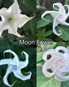 four different types of flowers with the words moonflower on them