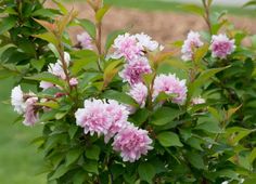 pink and white flowers blooming on the bush in front of a green lawn area