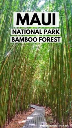 an image of a bamboo forest with the words mau national park bamboo forest