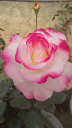 a pink and white rose is blooming in the garden