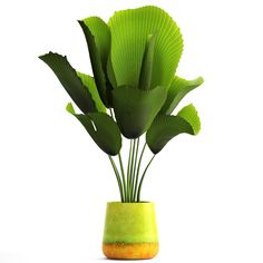 a green plant in a yellow vase on a white background