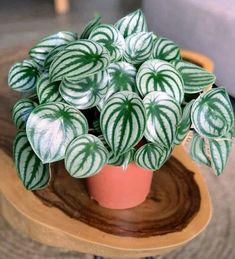 a green and white plant sitting on top of a wooden table