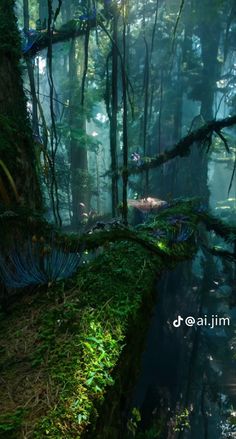 an image of a forest with moss growing on the ground