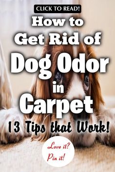 a brown and white dog laying on the floor next to a sign that says, how to get rid of dog odor in carpet 3 tips that work