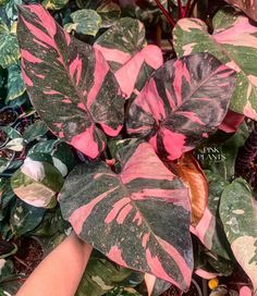 a plant with pink and green leaves is shown in the foreground, while someone's hand reaches for it