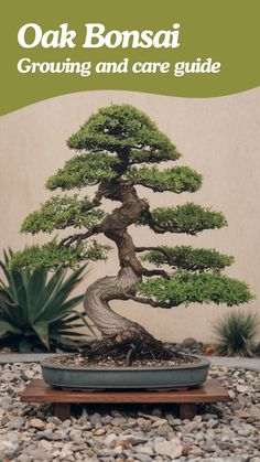 Discover the art of growing your own Oak Bonsai tree! This unique bonsai plant not only enhances your indoor decor but also brings tranquility to your space. Learn essential care tips, including watering, pruning, and light requirements to ensure your bonsai thrives. Whether you're a beginner or a seasoned enthusiast, our blog post offers valuable insights into cultivating this stunning tree. Elevate your bonsai journey today and create a beautiful, miniature masterpiece! Oak Bonsai, Unique Bonsai, Flowering Bonsai Tree, Taxus Baccata, Tree Growing