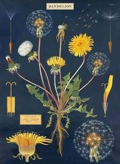 an illustration of dandelions and other flowers