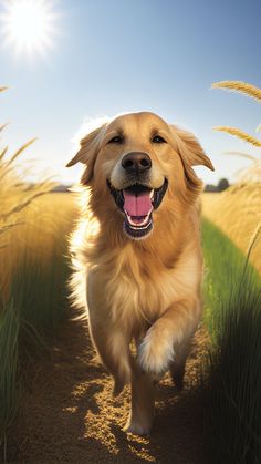 a golden retriever dog running down a dirt path towards the camera with his mouth open