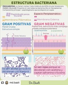 an info poster with different types of bracularia in spanish and english language